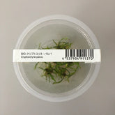 ADA 帕夫椒草 Cryptocoryne Parva IC093